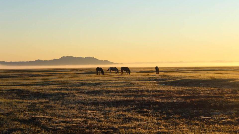 Pferde im Sonnenuntergang, Ereen Nuur Jurtencamp, Mongolei Rundreise