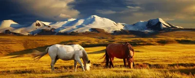 Pferde, Ukok, Mongolei Rundreise