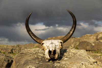 Yak Schädel, Gobi Wüste, Mongolei Rundreise
