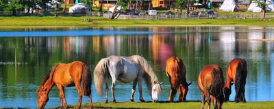 Kuvsgul See mit Pferden, Mongolei Rundreise