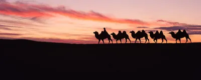 Kamelkarawane, Badanjara, Wüste, Mongolei Rundreise